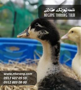 فروش جوجه اردک 10 روزه